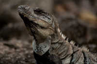 Wildlife