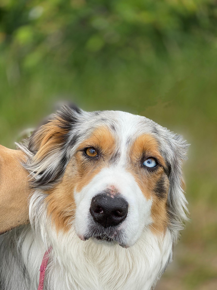 ausshep